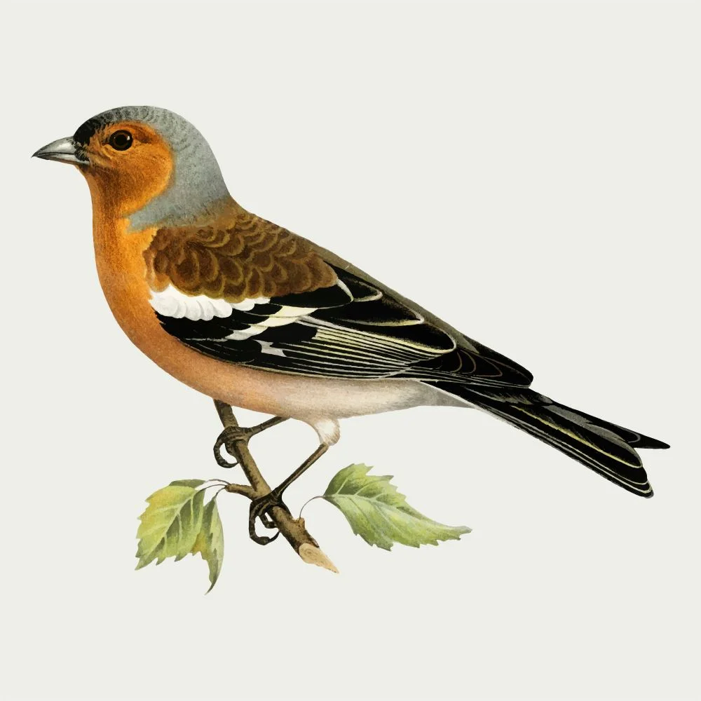 Simplifying Bird Plumage | Bird drawings, Bird line drawing, Bird sketch