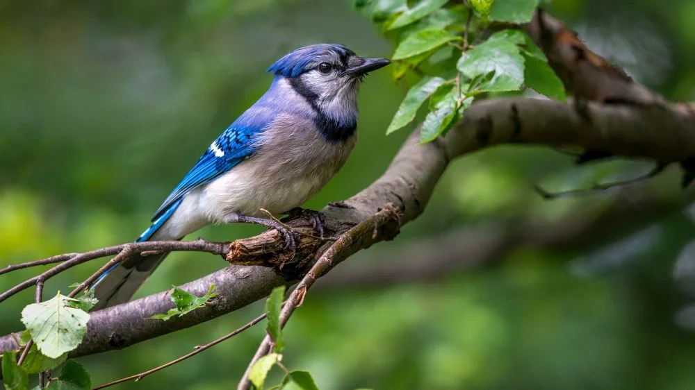 blue-jay-birds-name-for-kids-in-english
