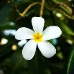 champa-in-english-plumeria-frangipani