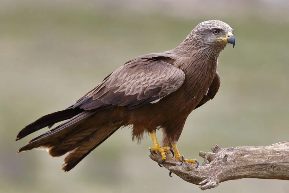 Baaz Bird in English: Falcon / Hawk