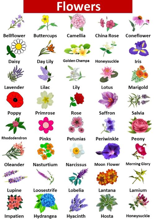 Top 40 List of Flowers Name in English with Pictures