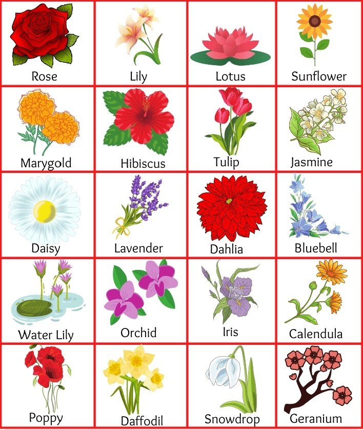 Top 40 List of Flowers Name in English with Pictures