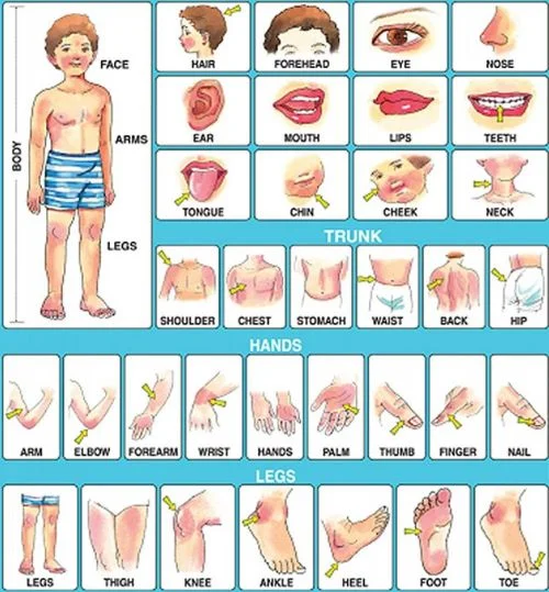 Parts Of The Hand And Finger Names In English