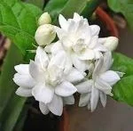 mogra-in-english-jasmine