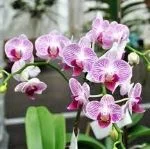 orchid-hindi-name-orkid-phool
