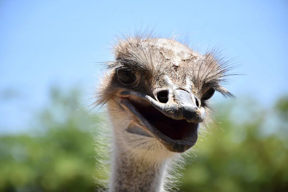 ostrich-bird-name-in-english