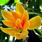 sampangi-english-name-magnolia
